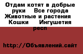 Отдам котят в добрые руки. - Все города Животные и растения » Кошки   . Ингушетия респ.